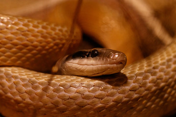 macro of a beautiful cave rat snake snake