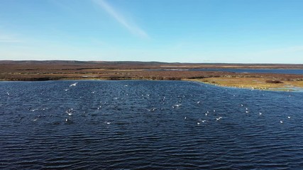 Larus heuglini gulls in autumn among the Yamal tundra in Northern Siberia