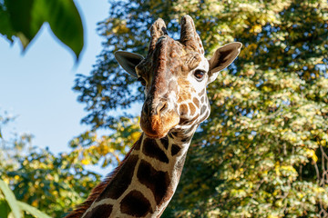 macro beautiful giraffe among the foliage