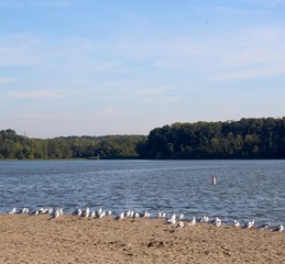 The gulls on the beach at the lake in the park.