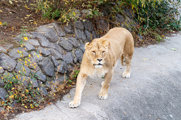 Obraz premium macro of a beautiful lioness in nature