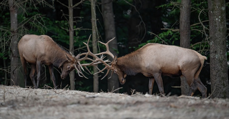 Bull Elk in Pennsylvania 