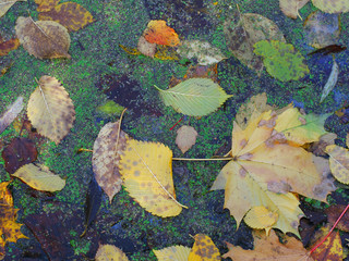 Color leafs in the swamp . Colorfull autumn background