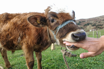 Little cow licking a hand in farm