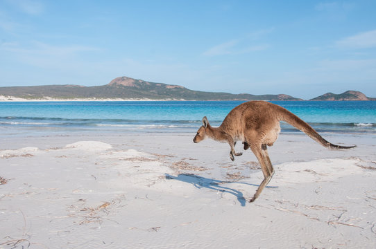 K&auml;nguru mit Jungem h&uuml;pft an australischen Strand