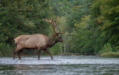 Bull Elk in Pennsylvania 