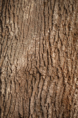 Tree bark texture. Background