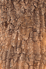 Tree bark texture. Warm colors