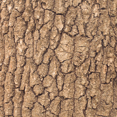 Tree bark texture. Warm tone