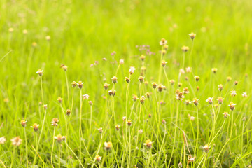 Coat buttons flower in the green fields.
