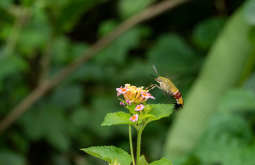 Hawk Moth sucking nector from flowers seen at Maharashtra nature Park,Mumbai,india