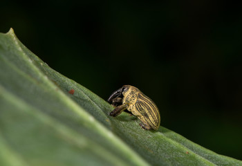 Elephant Weevil seen sitting on a leaf in Maharashtra Nature Park,Mumbai