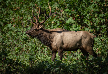 Naklejka na ściany i meble Bull Elk in Pennsylvania 