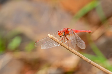 Red Coloured Dragonfly sitting on a Twig near Mumbai,Maharashtra,India