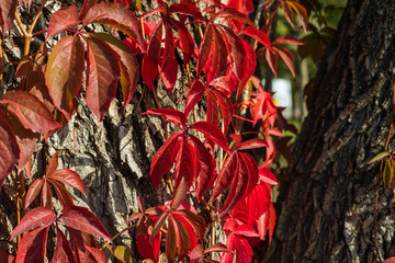 Red wild wine leaves.