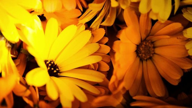A large number of calendula flowers close-up. rapidly changing light and shadow due to a moving cloud crawling small insect on a petal