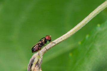 Physiphora Species seen at Thane,Maharashtra,India