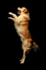 Studio shot of an adorable labrador retriever