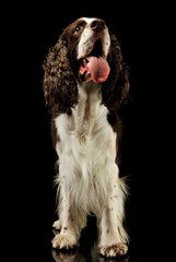 Studio shot of an adorable English Cocker Spaniel