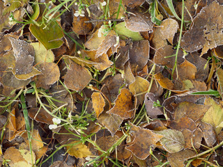 Covered with frost dried leaves of birch, autumn background
