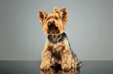 Studio shot of and adorable Yorkshire Terrier