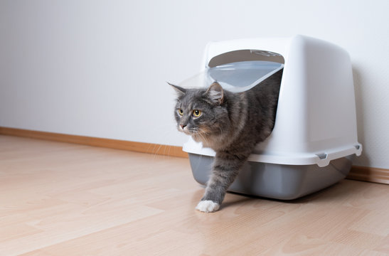 young blue tabby maine coon cat leaving gray hooded cat litter box with flap entrance standing on a wooden floor in front of white wall with copy space looking ahead