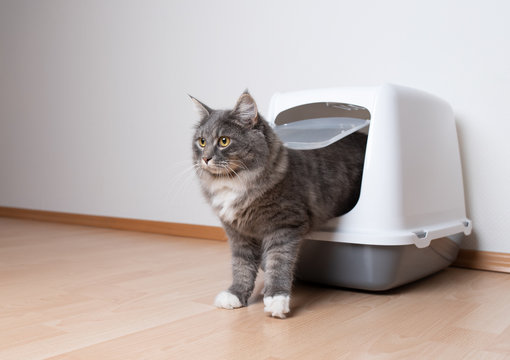 young blue tabby maine coon cat leaving hooded gray cat litter box with flap entrance standing on a wooden floor in front of white wall with copy space looking ahead standing on front paws