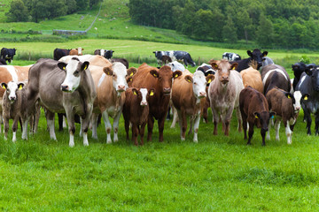Fototapeta na wymiar Cows on green gently rolling hills in beautiful northern Scotland