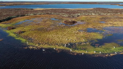 Larus heuglini gulls in autumn among the Yamal tundra in Northern Siberia