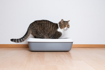 side view of a tabby british shorthair cat using a cat  litter box in front of white wall with copy...