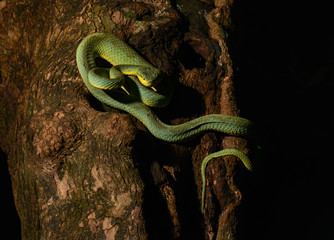 Obraz premium Bamboo Pit Viper seen at Matheran,Maharashtra,India