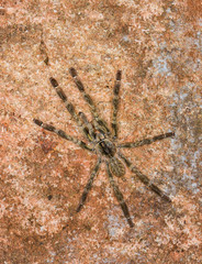 Yellow Thigh Tarantula seen at matheran,India