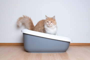 cream tabby ginger maine coon cat using cat litter box in front of white wall with copy space...