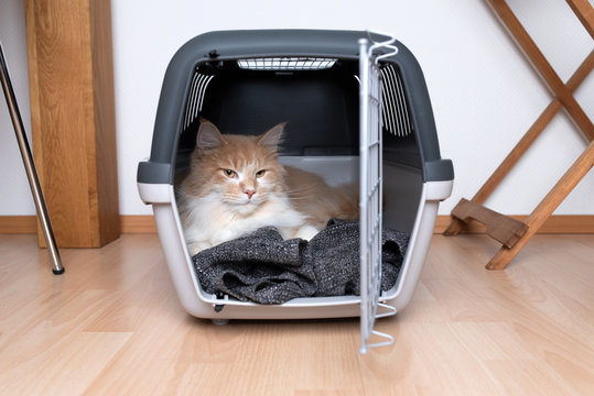 cream tabby ginger maine coon cat lying on blanket in open pet carrier indoors in front of white wall