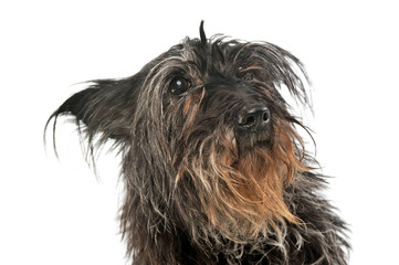 Portrait of an adorable mixed breed dog