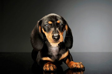 Studio shot of an adorable Dachshund puppy