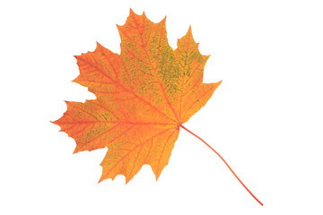 Autumn maple leaf isolated on white background