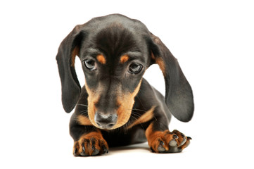 Obraz premium Studio shot of an adorable Dachshund puppy