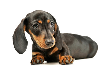Obraz premium Studio shot of an adorable Dachshund puppy