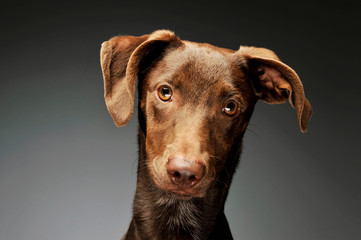 Portrait of an adorbale mixed breed puppy