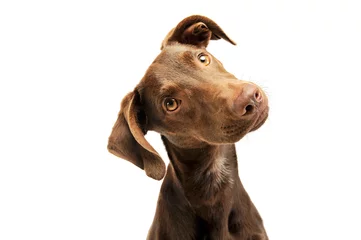 Fotobehang Portret van een adorbale puppy van gemengd ras © kisscsanad