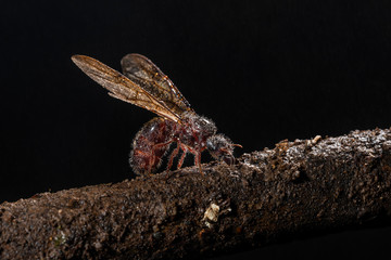 Ant with wings in Monsson season seen at Thane,Maharashtra,India