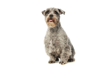 Studio shot of an adorable mixed breed dog