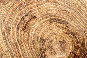 Naklejka premium circular old wood slice ring Acacia stump