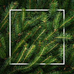 Christmas tree branches. Frame of green branch. Festive Xmas border