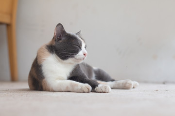 Close up Gray tabby cat stay on floor