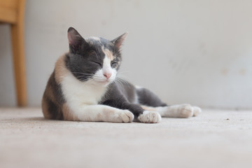 Close up Gray tabby cat stay on floor