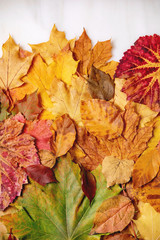 Variety of red and yellow autumn leaves over white marble background. Flat lay. Fall creative background.
