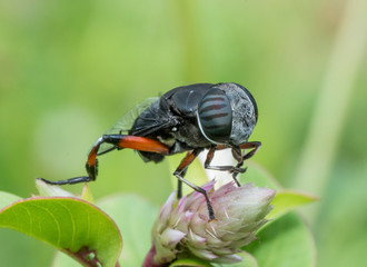 Syrphid Fly seen at Thane,Maharashtra,India
