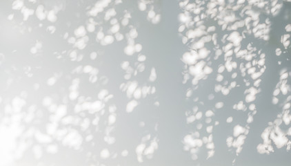 Tree shadow with leaves, tree trunk, branch and light shadow bokeh  on white wall background